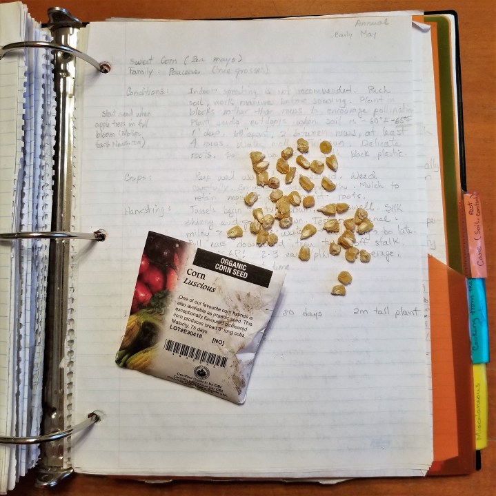 013 Corn seeds for Three sisters garden