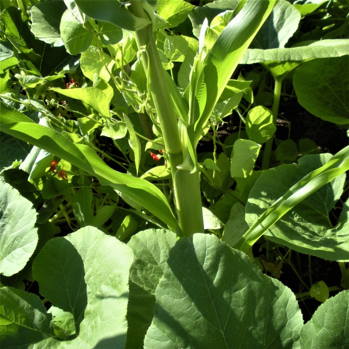 Three sisters growing together July 2016