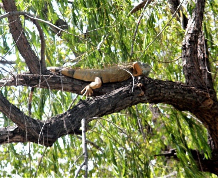 004 iguana en culiacan 2015