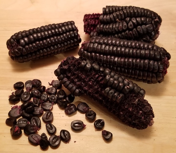 purple corn