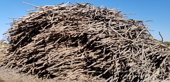 stakes for tomato vines Culiacan spring 2019