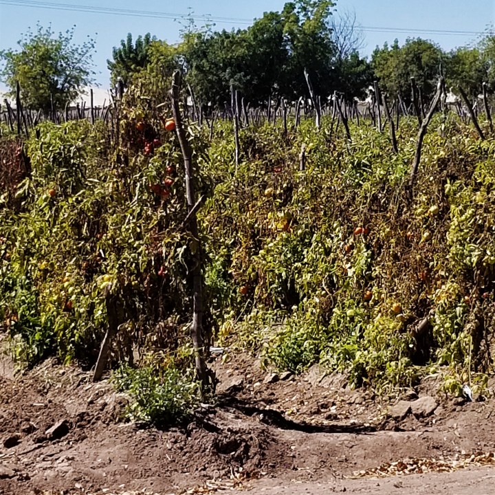 tomato plant Culiacan spring 2019