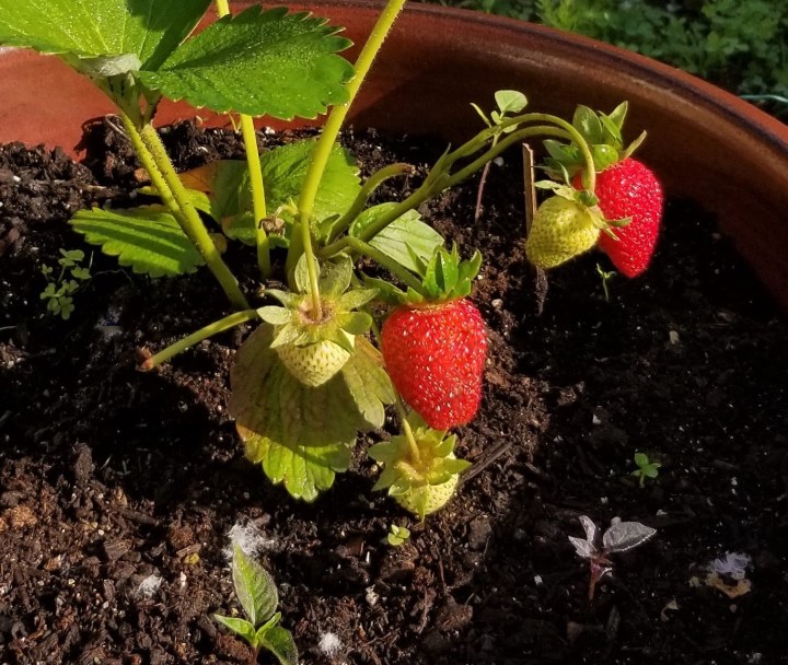 20190607 A strawberry plant with fruit