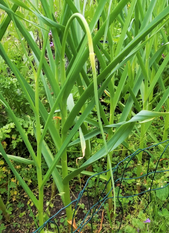 Garlic scape June 2019