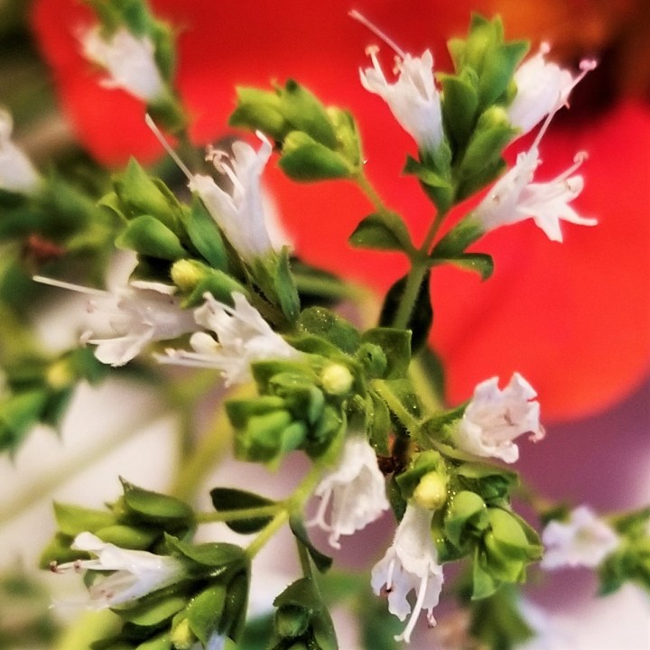 002 Oregano in bloom
