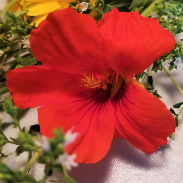 003 Nasturtium
