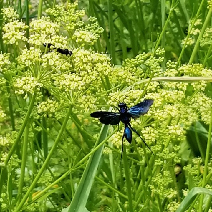 20190627_Great black wasps and parsley in bloom