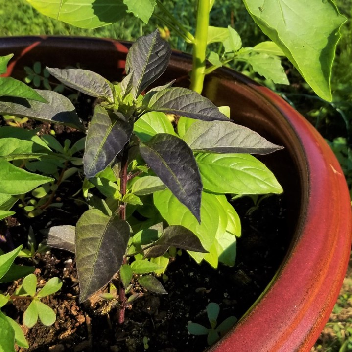 20190705_Filius Blue pepper