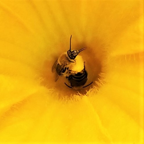 20190730_ Two bees and squash flower