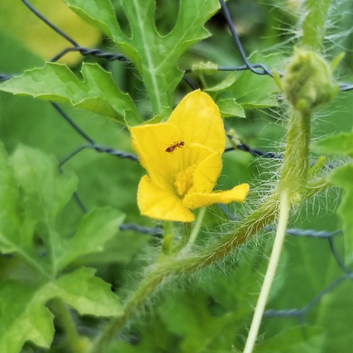 20190730_ant and watermelon bloom