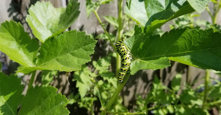 Four Bugs in My Garden – Friends or&nbsp;Foes?