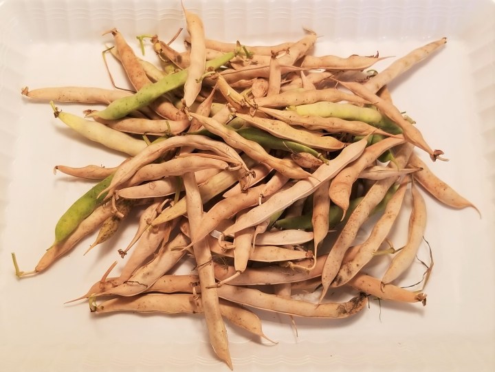 002 Calypso bean pods harvest 2019