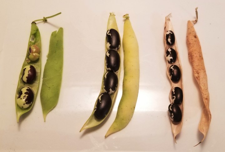 003 stages in Calypso bean