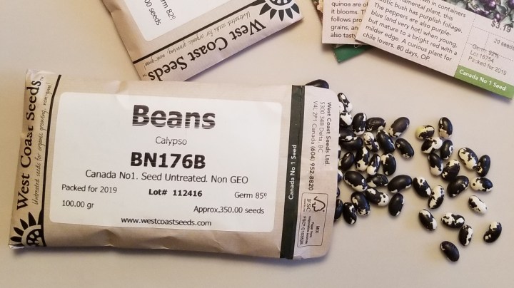 Calypso beans Orca 2019