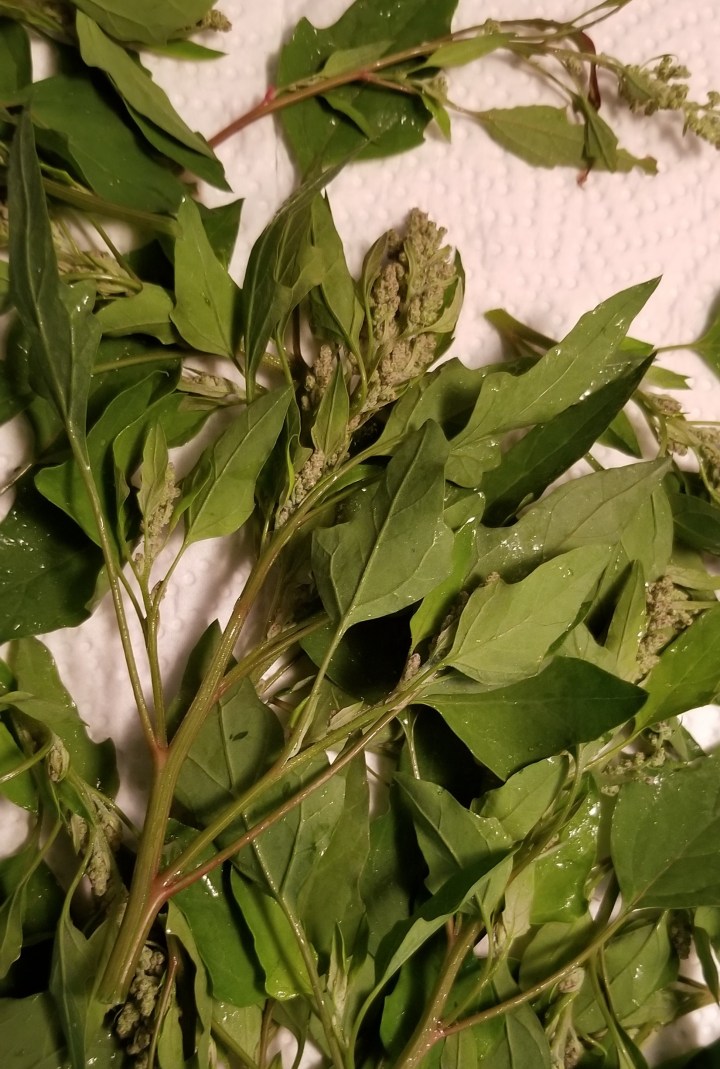 001 huauzontle seed heads with tender branches and leaves