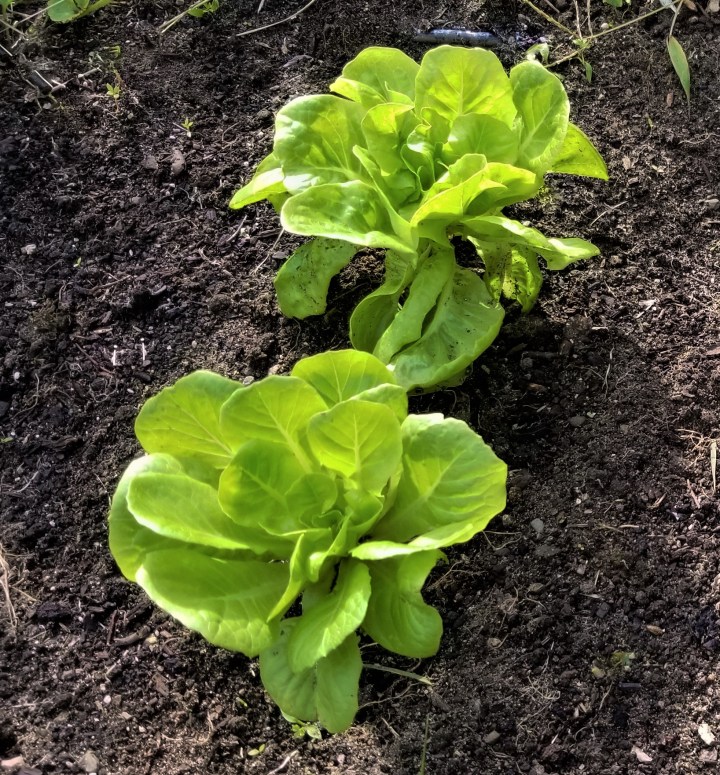 FOTD – Fall&nbsp;Lettuce