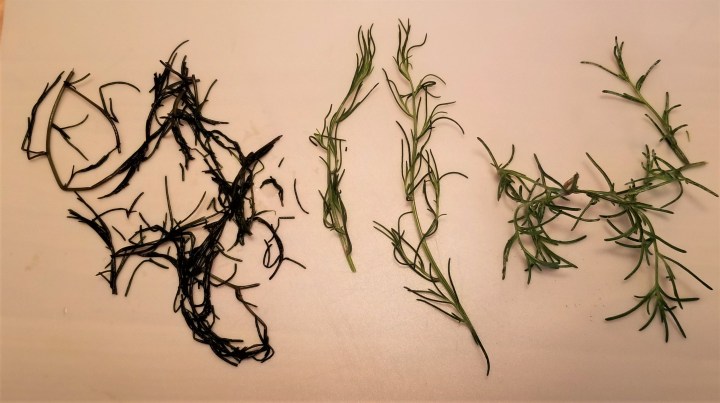 Frozen and thawed salsola next to fresh salsola August 2019.jpg