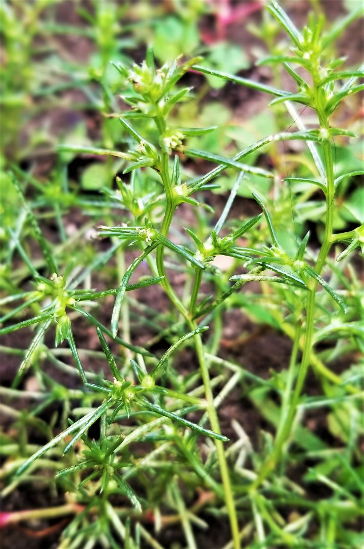 Salsola plant bolting September 2019