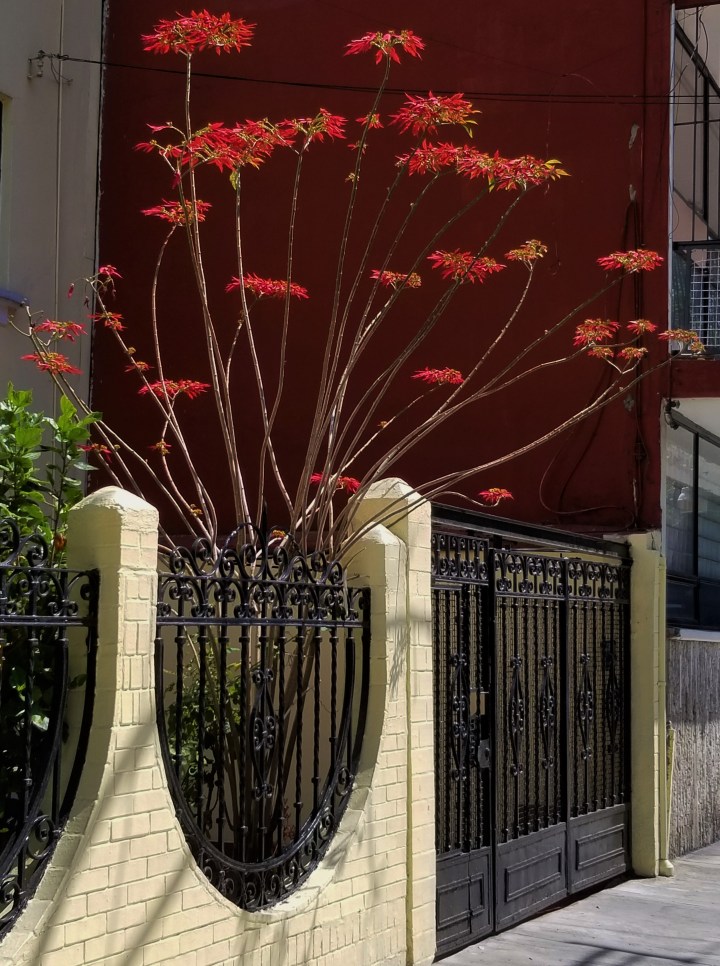 Poinsettia plant Mexico City
