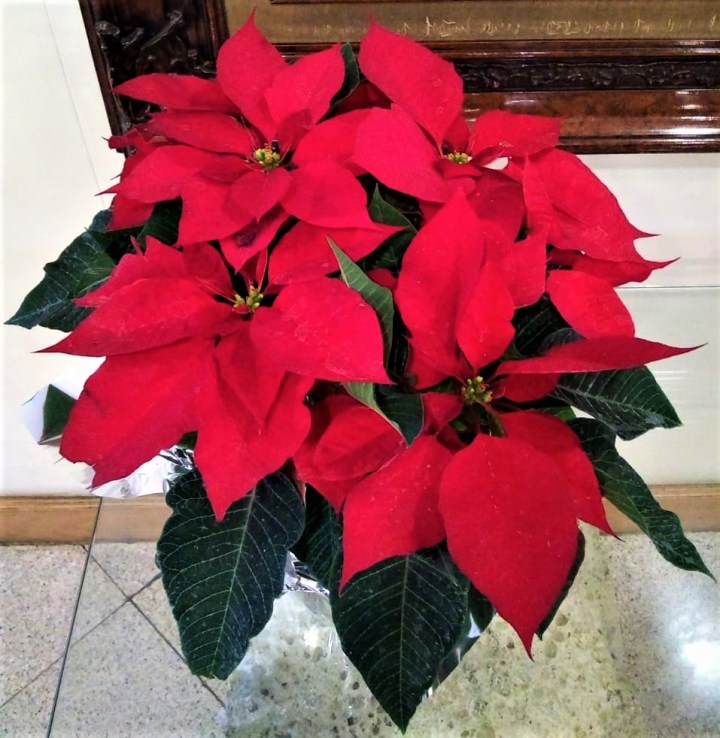 FOTD – Poinsettias