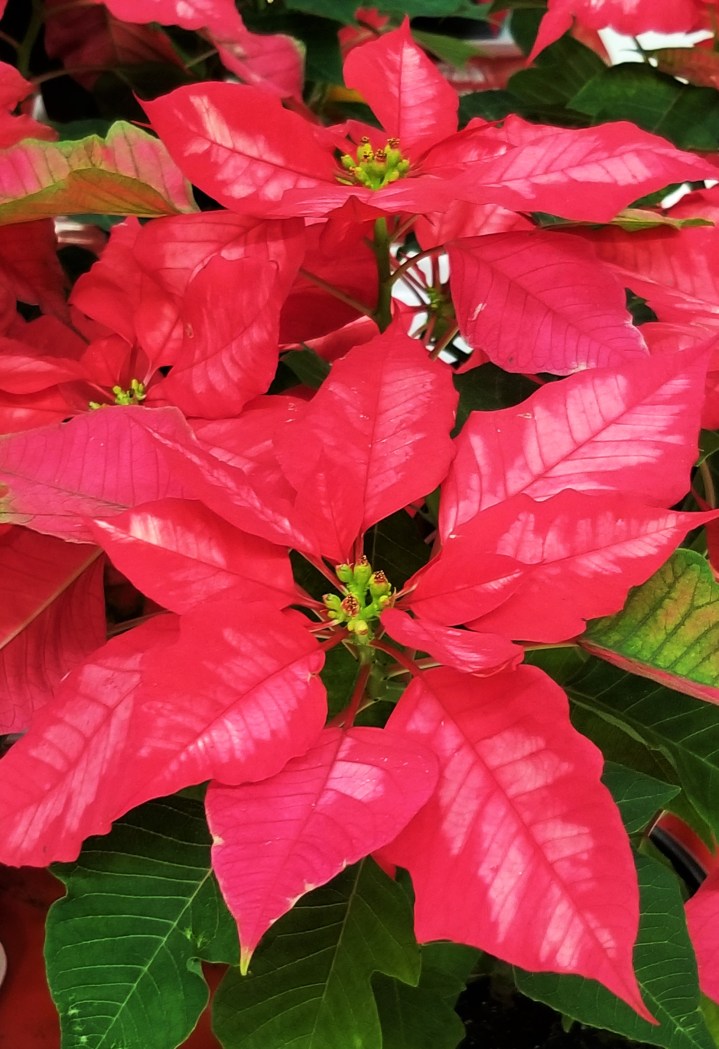 Variagated poinsettia