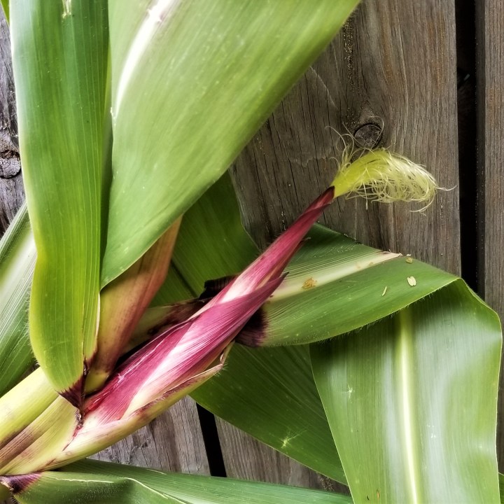 Backyard Story – Purple&nbsp;Corn