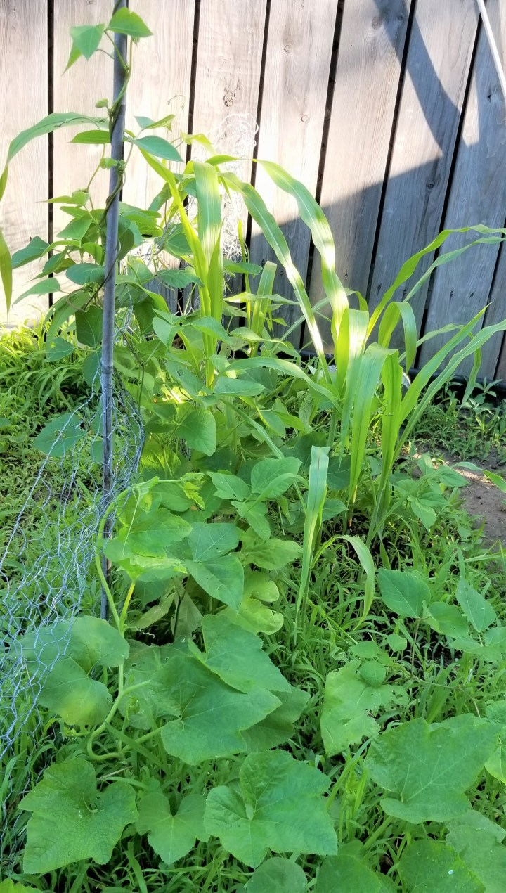 20190705_three sisters patch