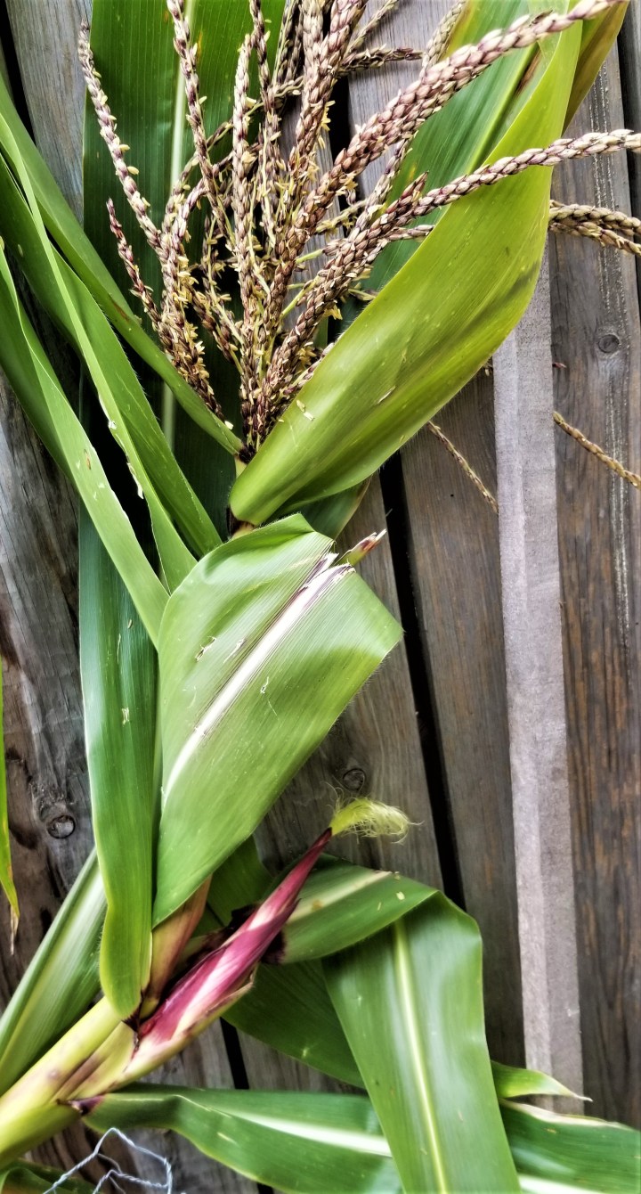 20191101_ purple corn stalk