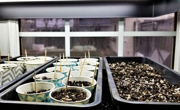 20200317_ spring sowings under grow lights