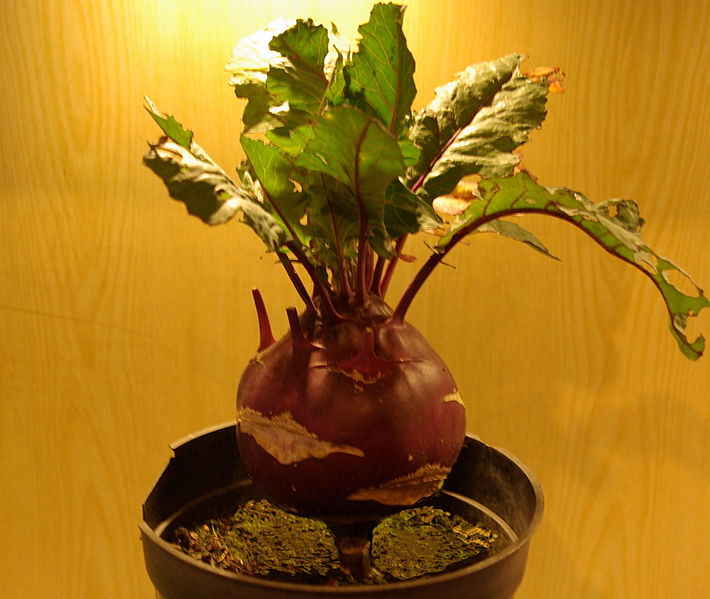 710px-Kohlrabi Wikipedia Commons