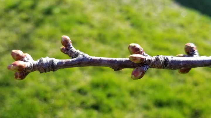 001 Cherry tree branch April 3 2020
