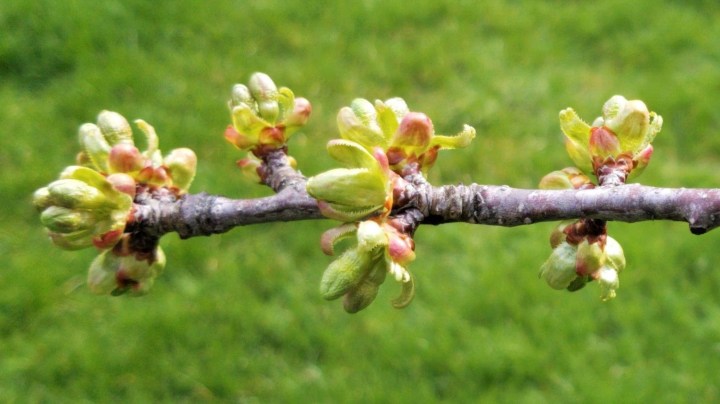 002 Cherry tree branch April 19 2020.jpg