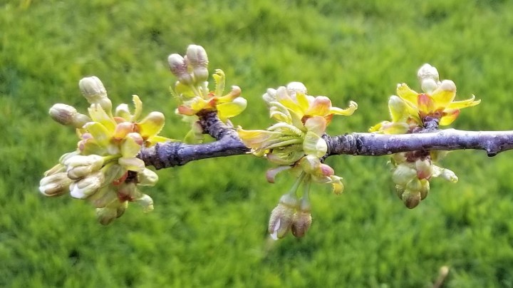 003 Cherry tree branch April 25 2020