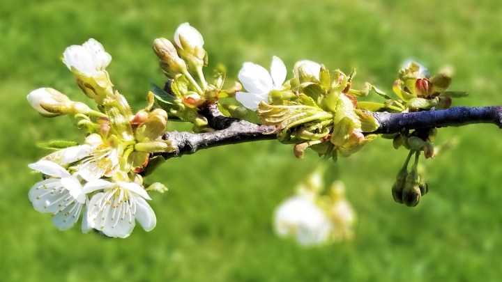 005 Cherry tree branch April 27 2020