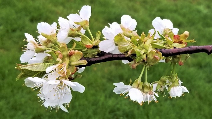 006 Cherry tree branch April 29 2020