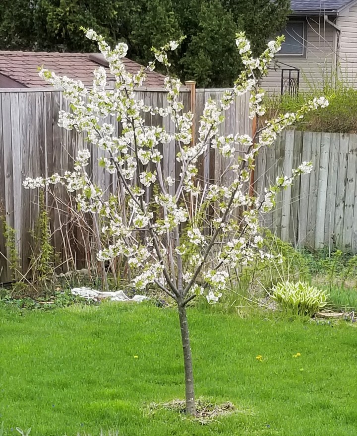 008 cherry tree
