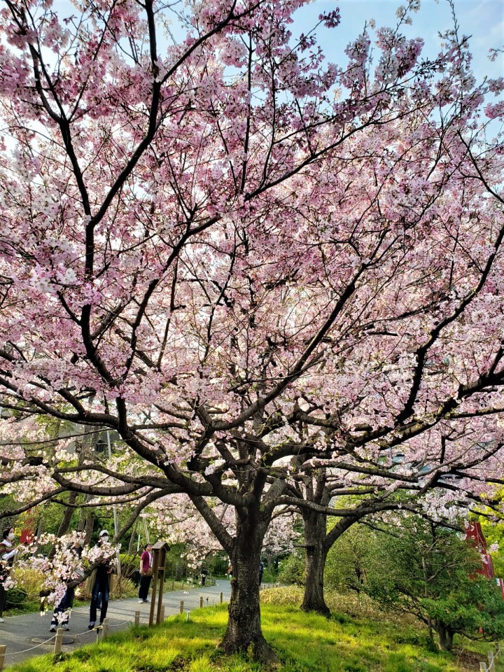 20200322- Japan Sakura
