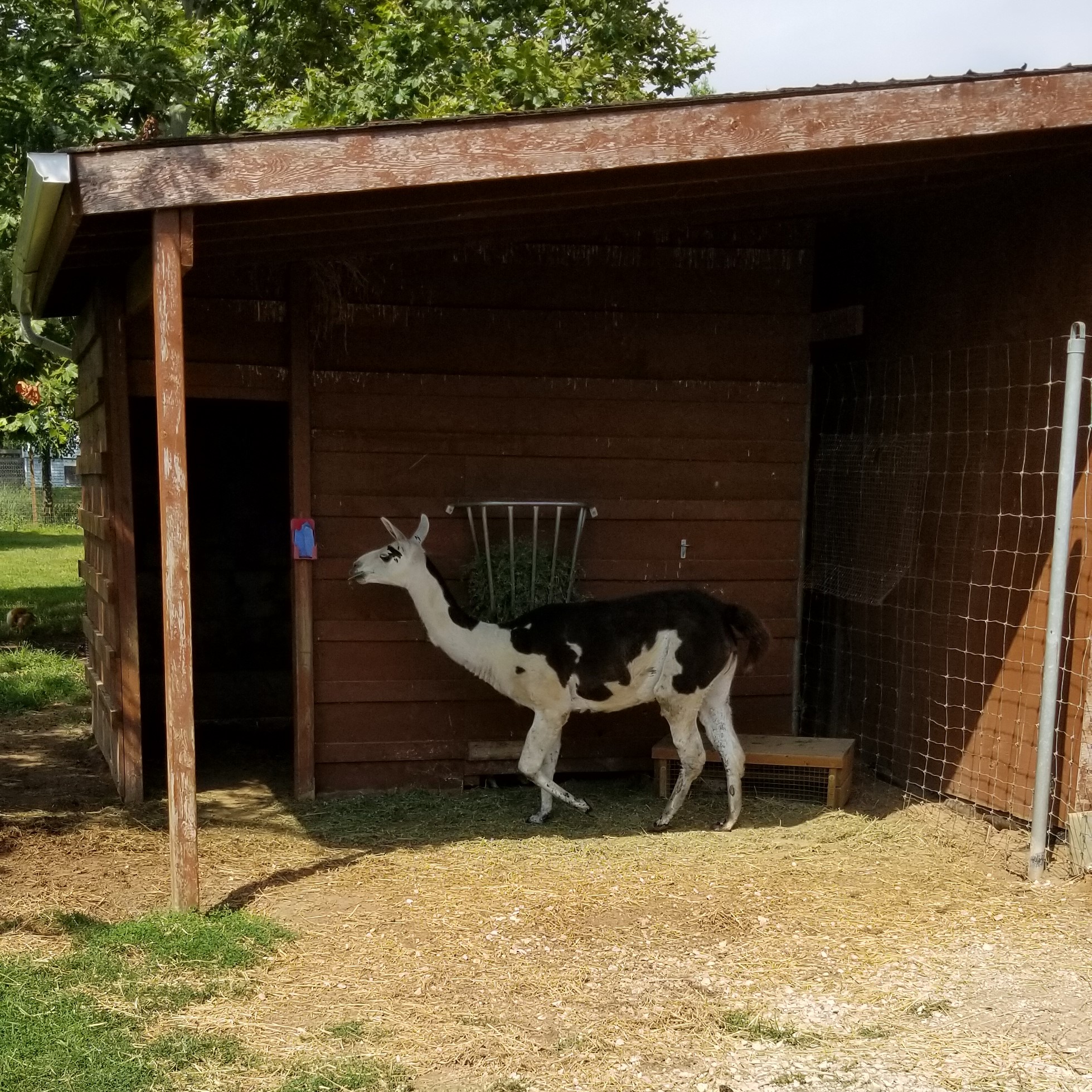 lama at Colasanti's My Slice of Mexico
