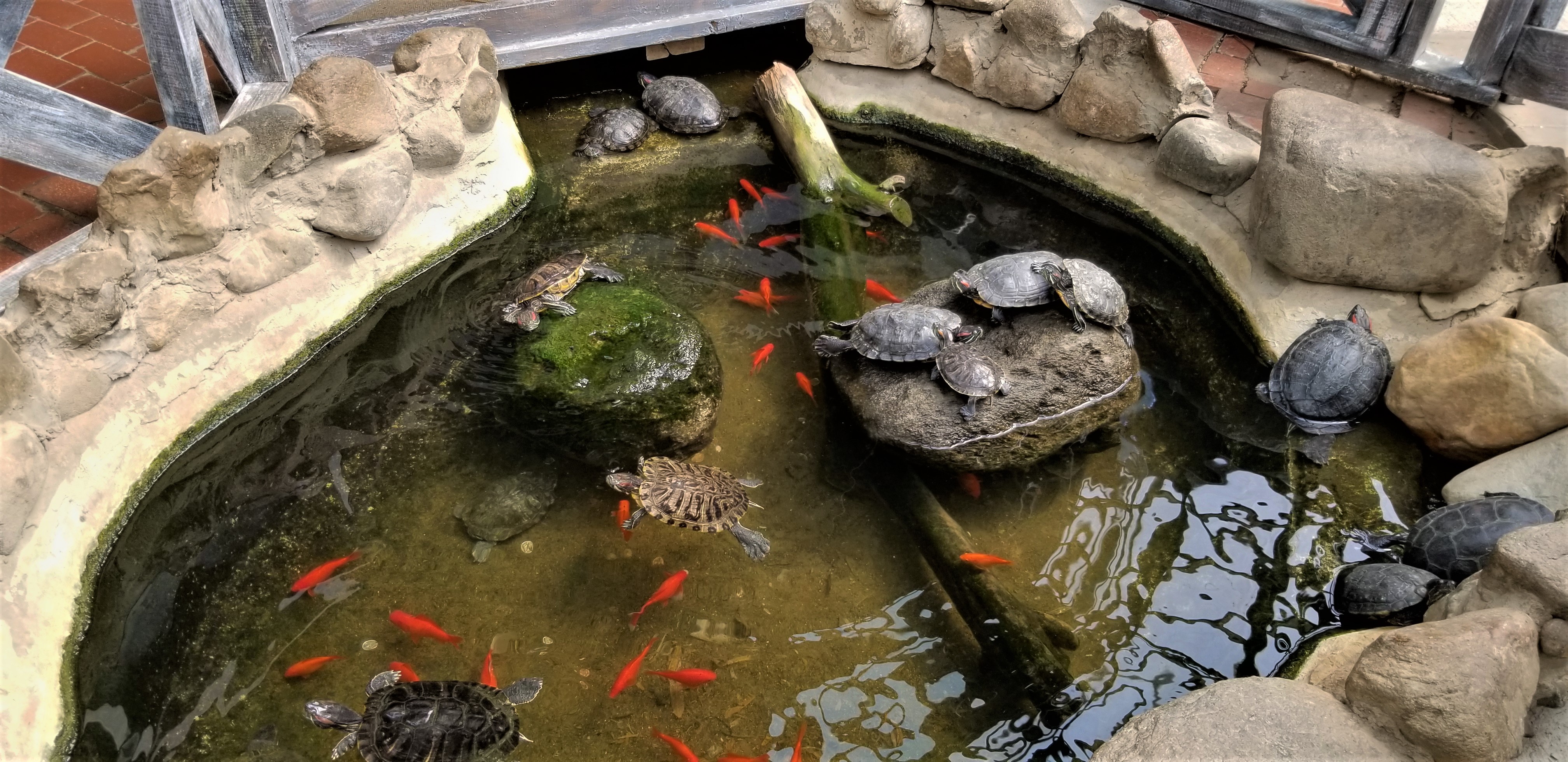Pond with gold fish and turtles at Colasanti's