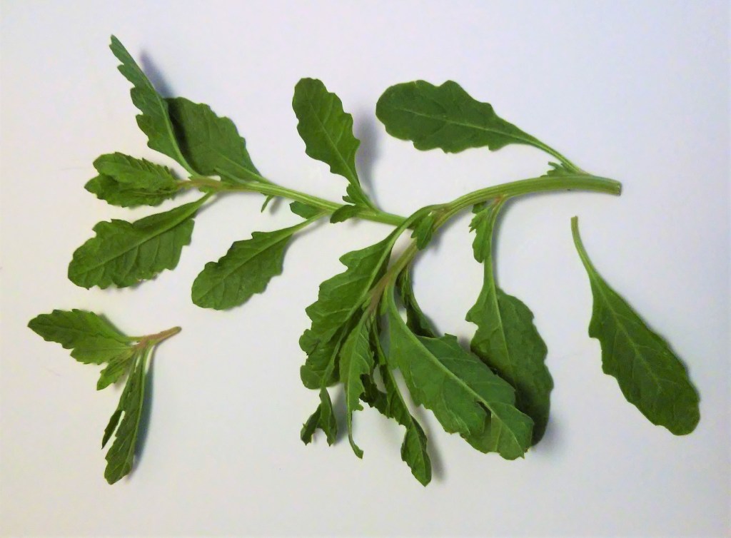 Epazote sprig and leaves 
My Slice of Mexico