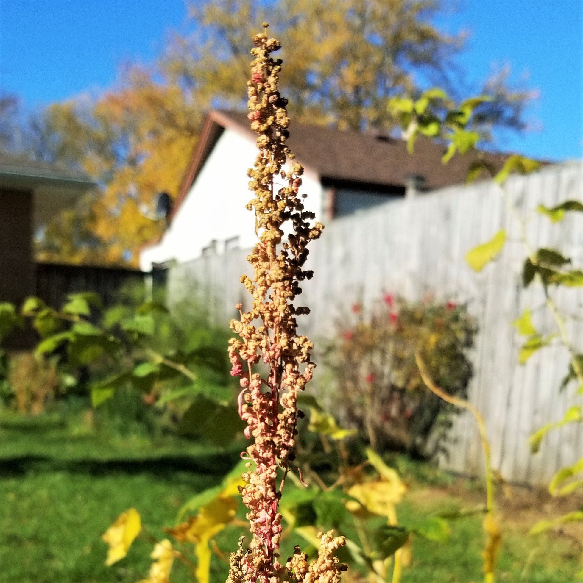 015 dry huauzontle seed head October 28 2020