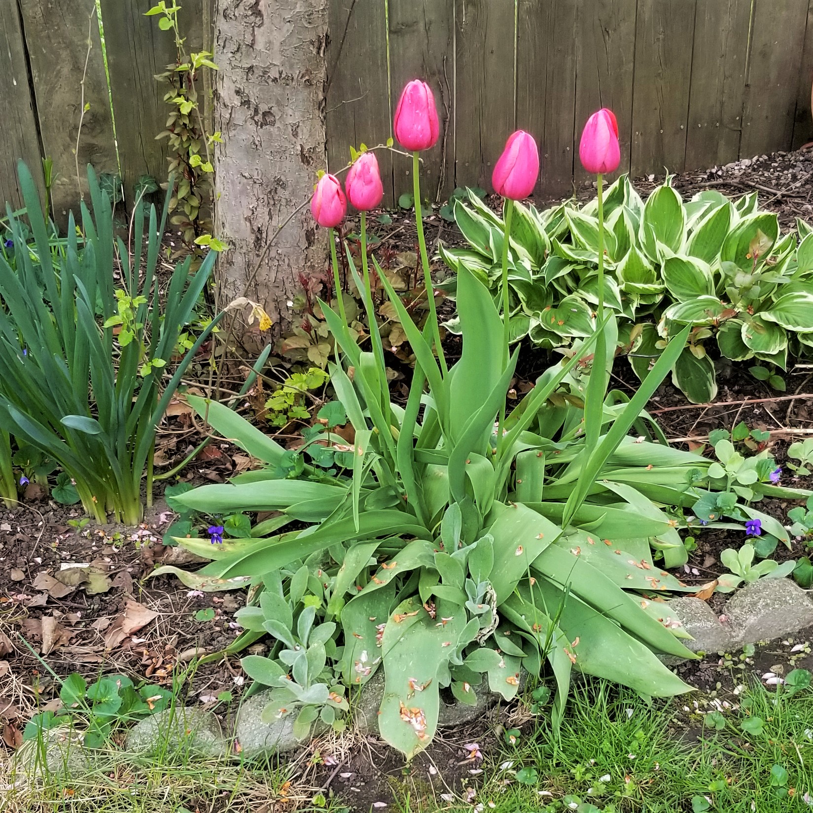 Flower of the Day – Tulip – My Slice of Mexico