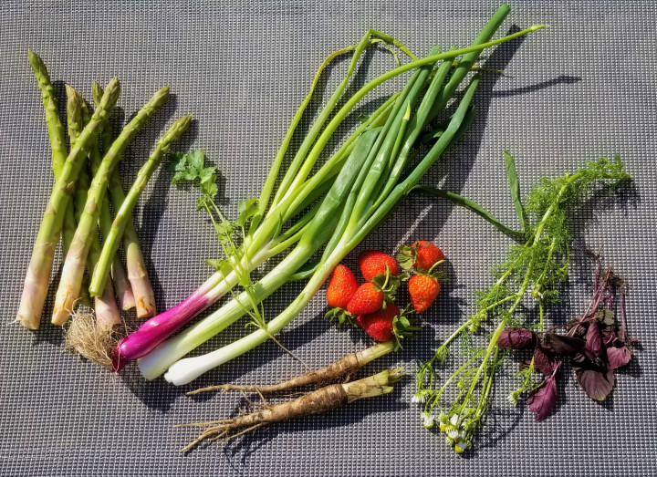 Harvest of the Day June 12 2019