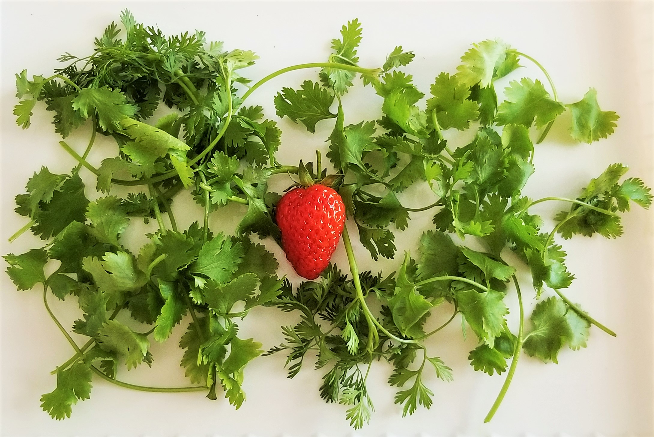 Harvest of the Day June 12 2020