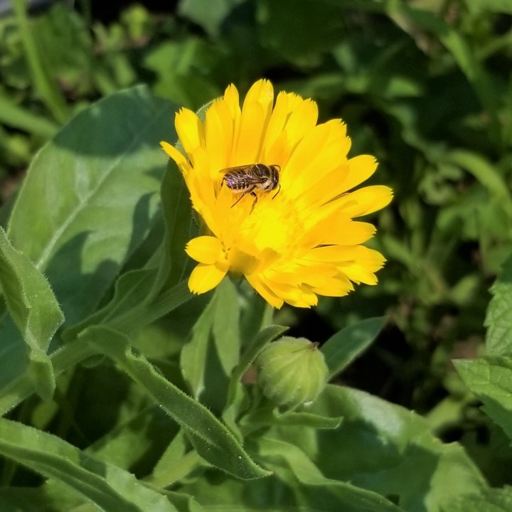 Bee, Wasp or …&nbsp;Fly?