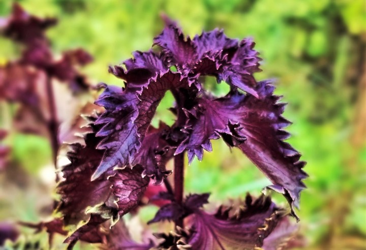 Flower of the Day – Red&nbsp;Perilla