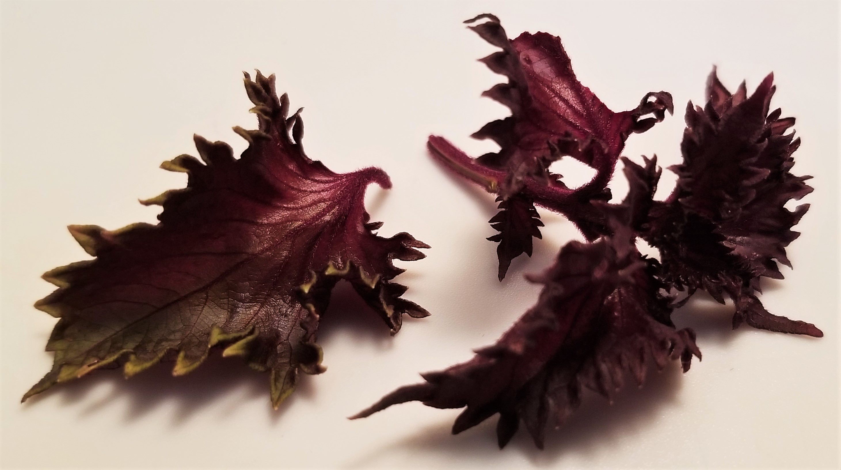 001 Red Perilla leaves