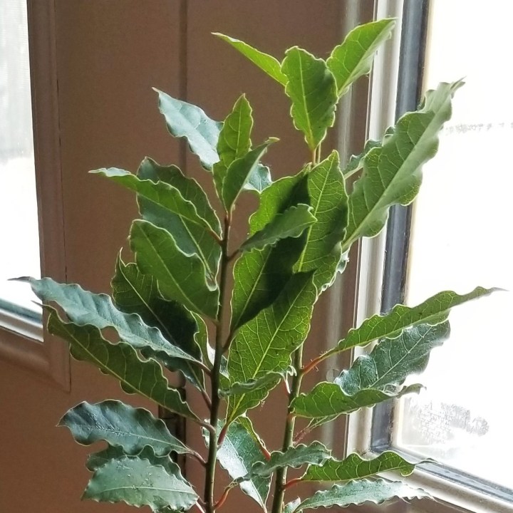 Midwinter in Southern&nbsp;Ontario