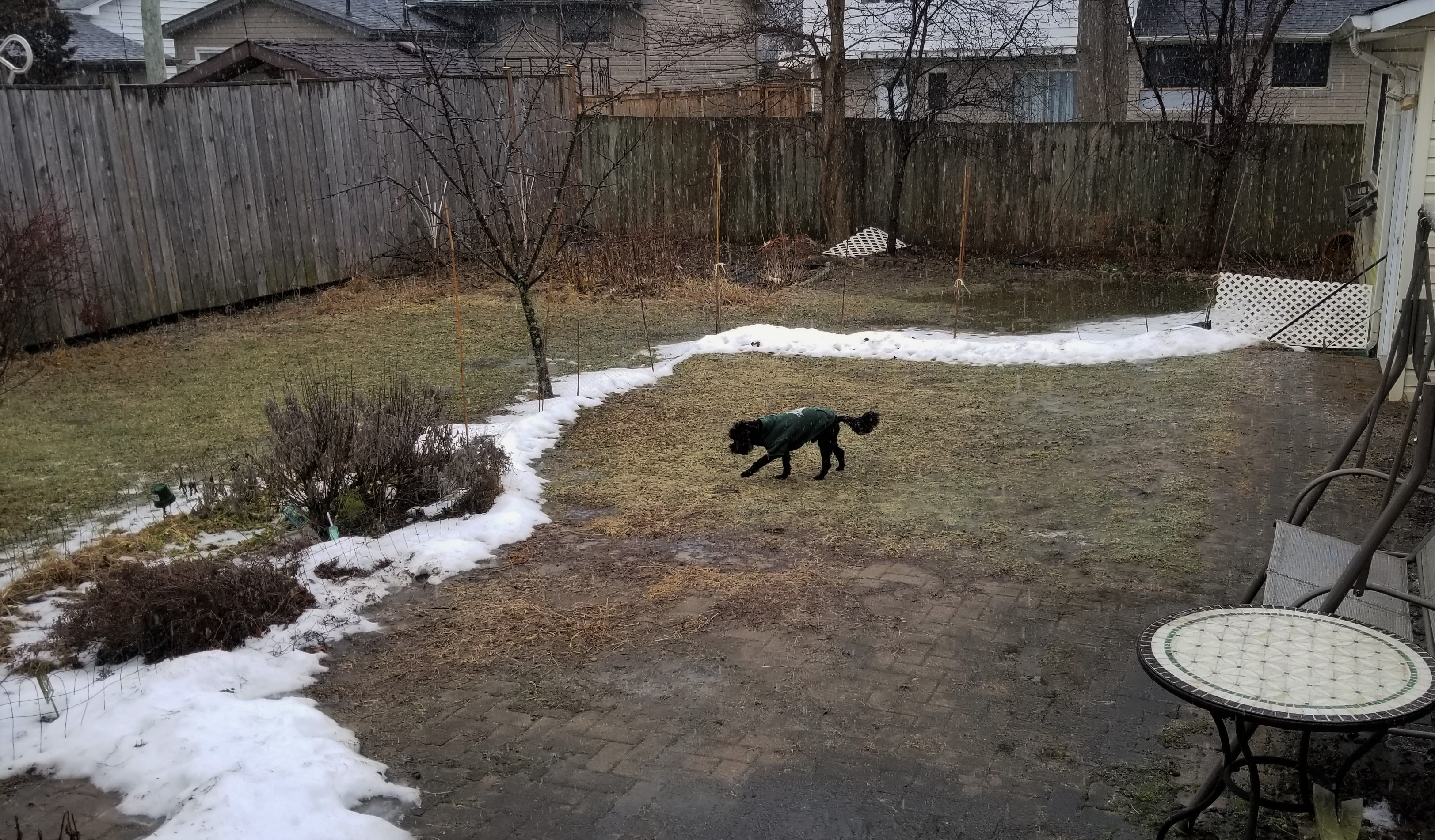 003a backyard on 20220202