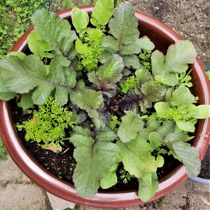 Garden Update